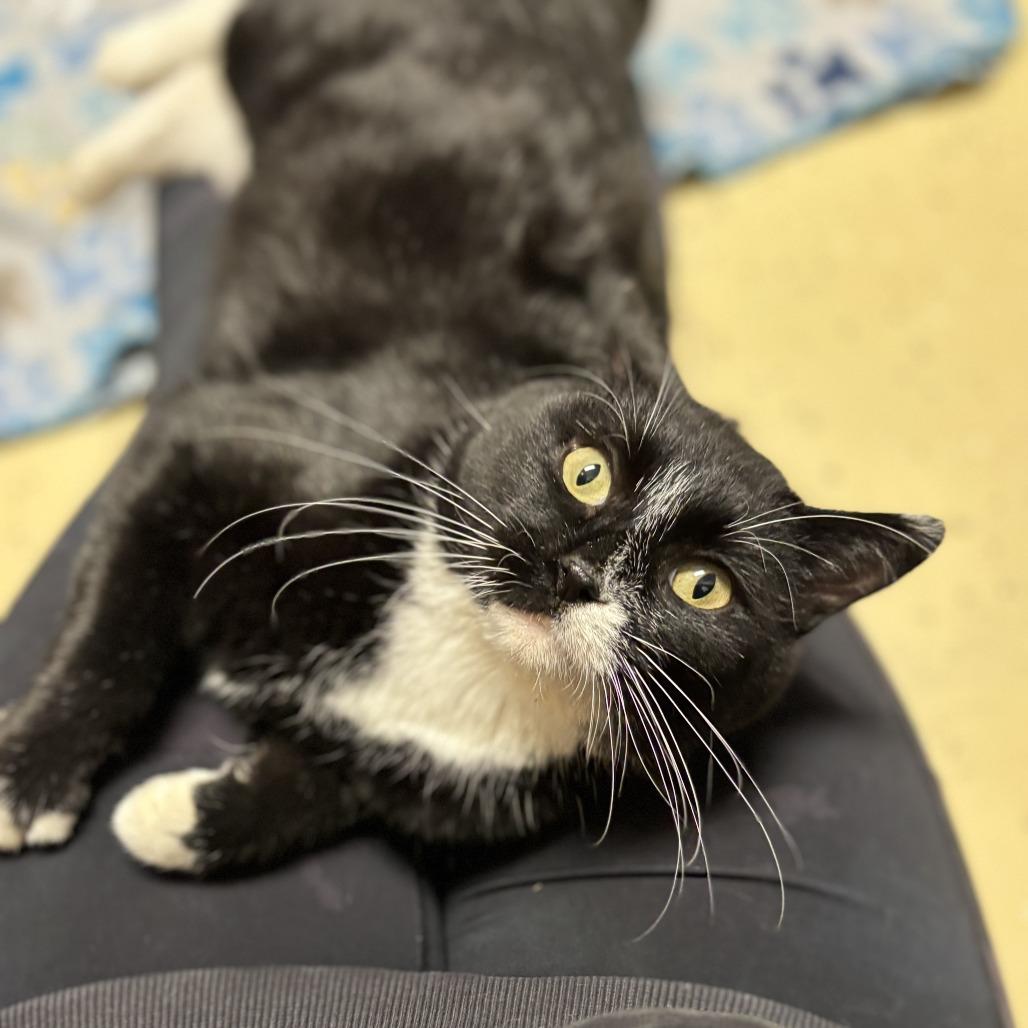 Monticello--In Foster, a Adoptable Domestic Short Hair in Fargo, ND image 6/6