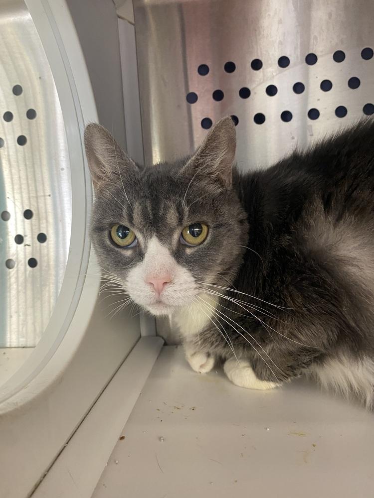 Chewy, Adoptable, Adult Female Domestic Short Hair.