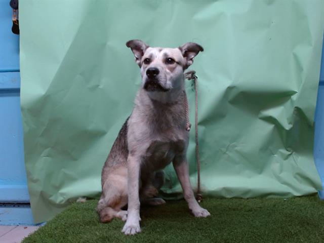 CHARLIE, Adoptable, Young Male German Shepherd Dog & Terrier.