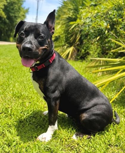 Mable, Adoptable, Adult Female Hound & Mixed Breed.