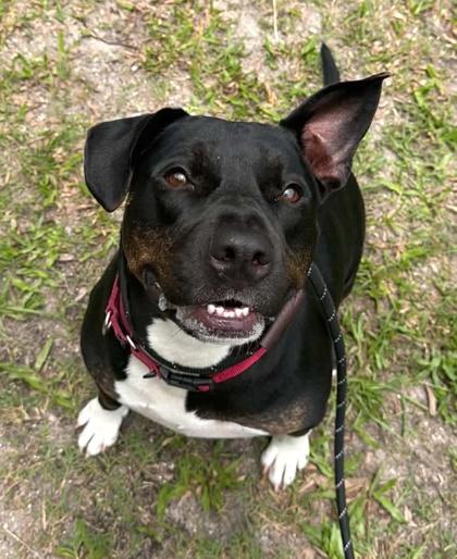 Enlarge Mable, a Adoptable mixed breed in Palm Coast, FL image 2/3