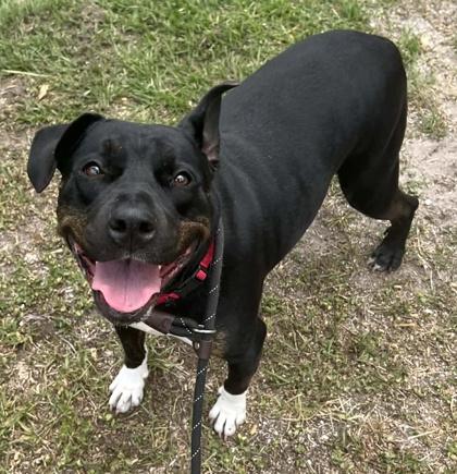 Enlarge Mable, a Adoptable mixed breed in Palm Coast, FL image 3/3