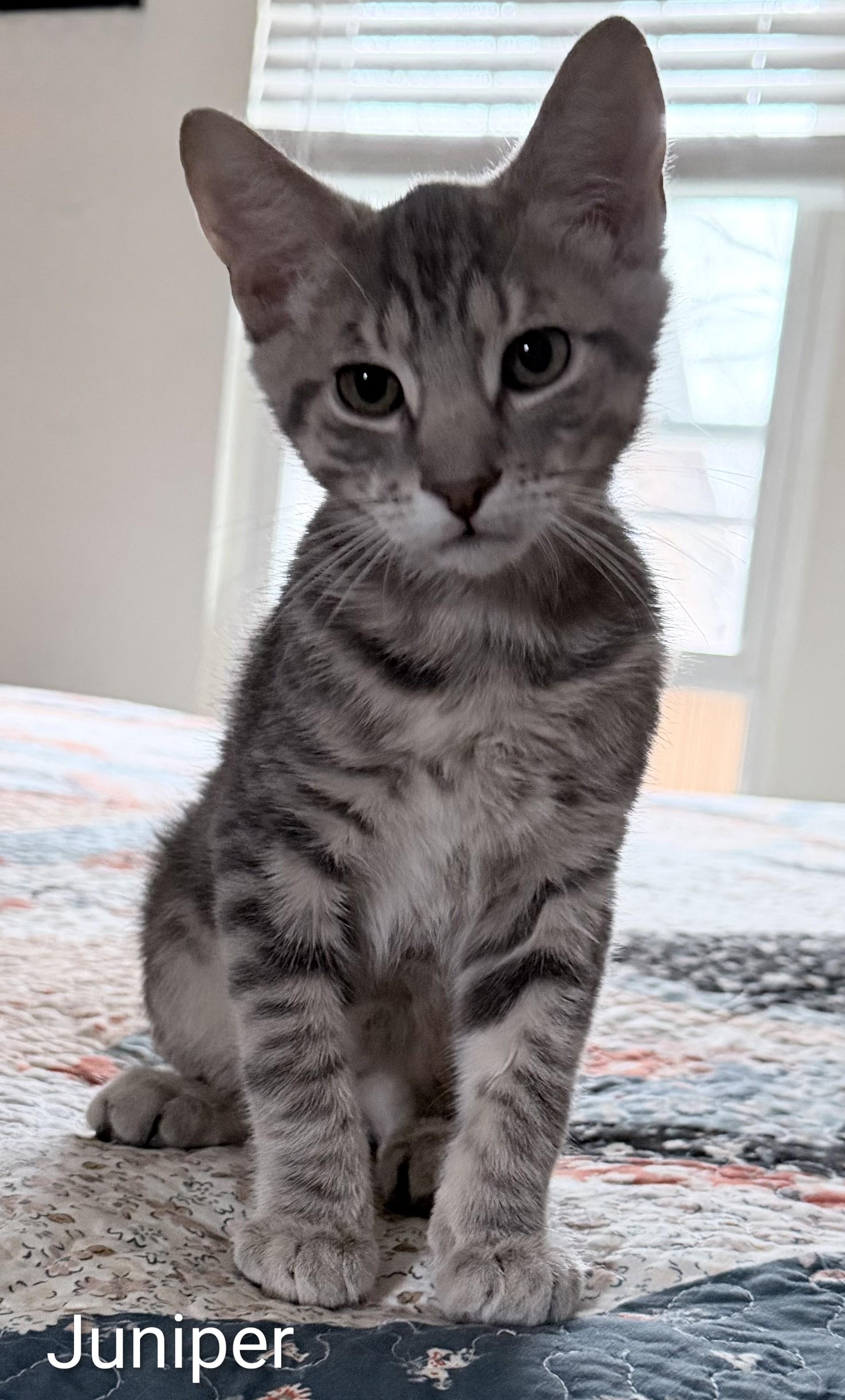 Juniper, adopted, Kitten Male Domestic Short Hair.