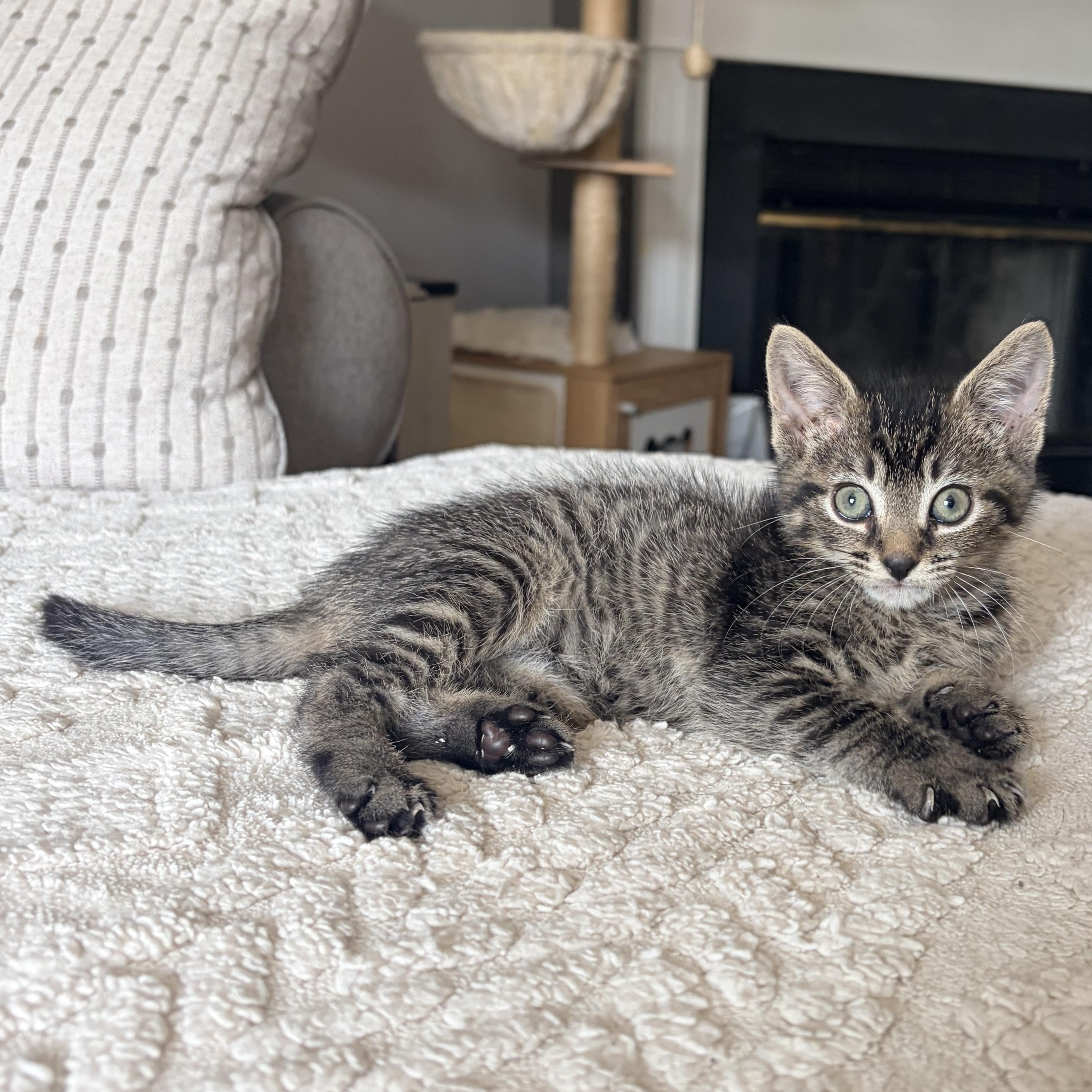 Enlarge Lillian, a Adoptable Domestic Short Hair in Alexandria, VA image 2/6