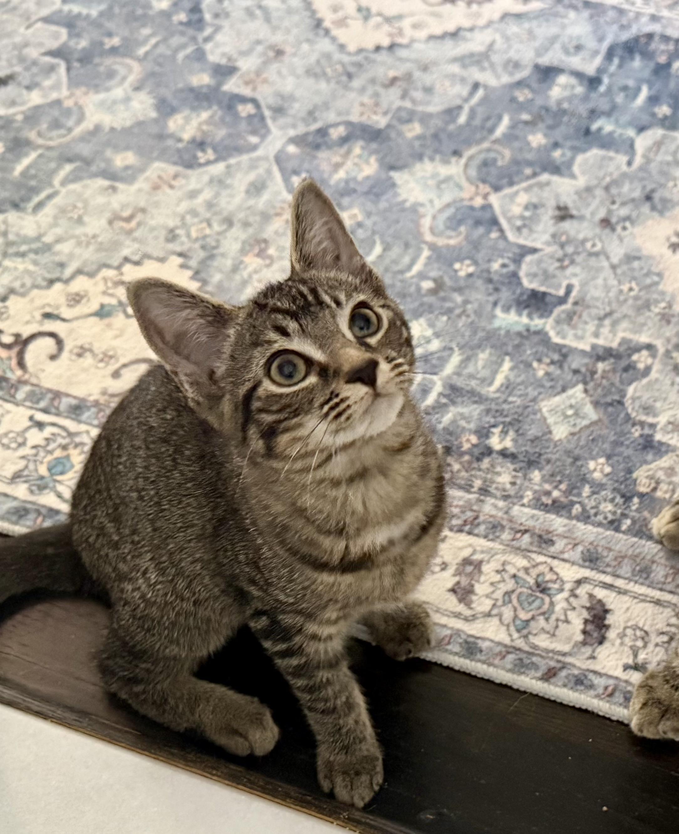 Enlarge Lillian, a Adoptable Domestic Short Hair in Alexandria, VA image 4/6
