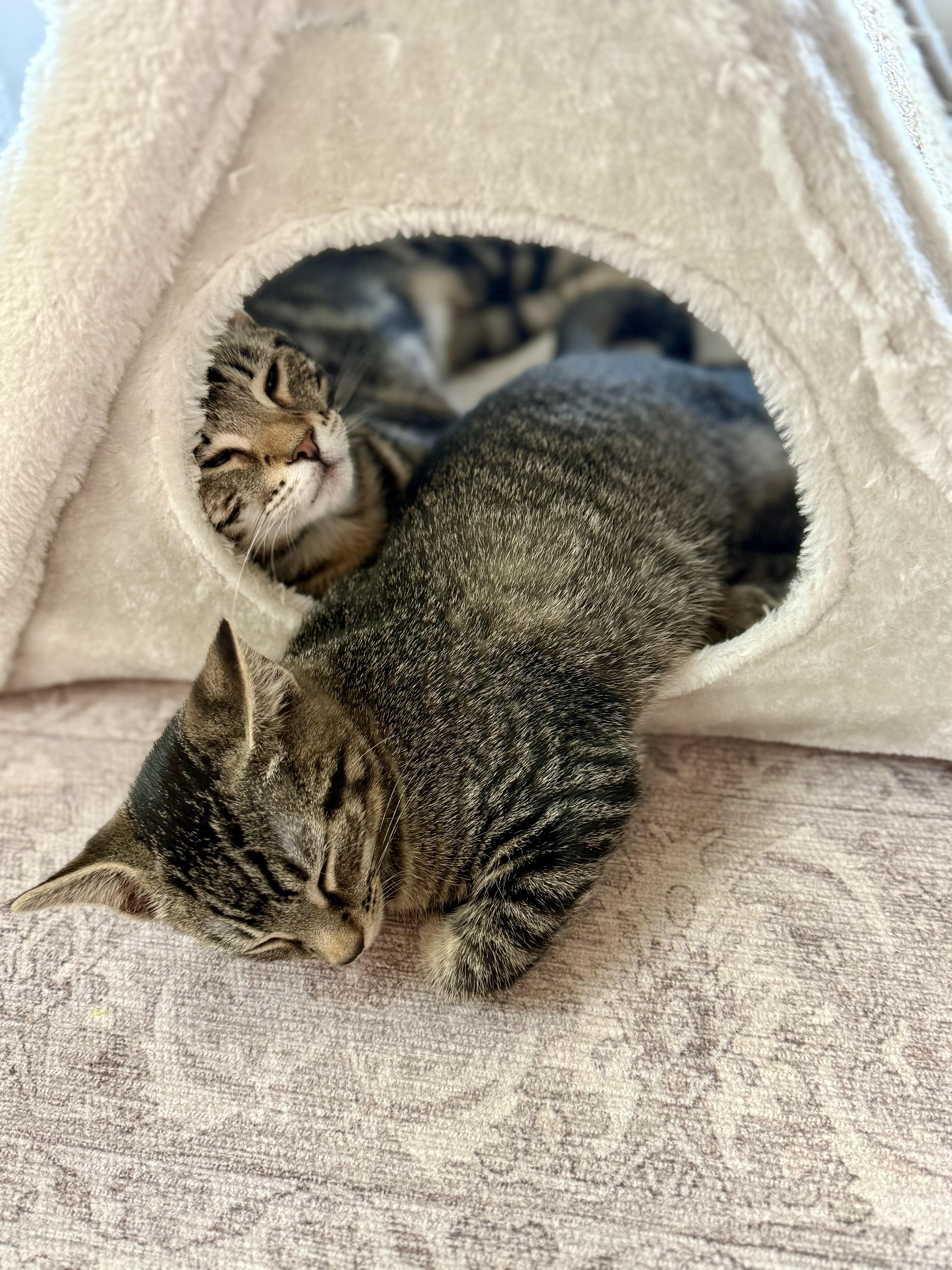 Enlarge Lillian, a Adoptable Domestic Short Hair in Alexandria, VA image 5/6