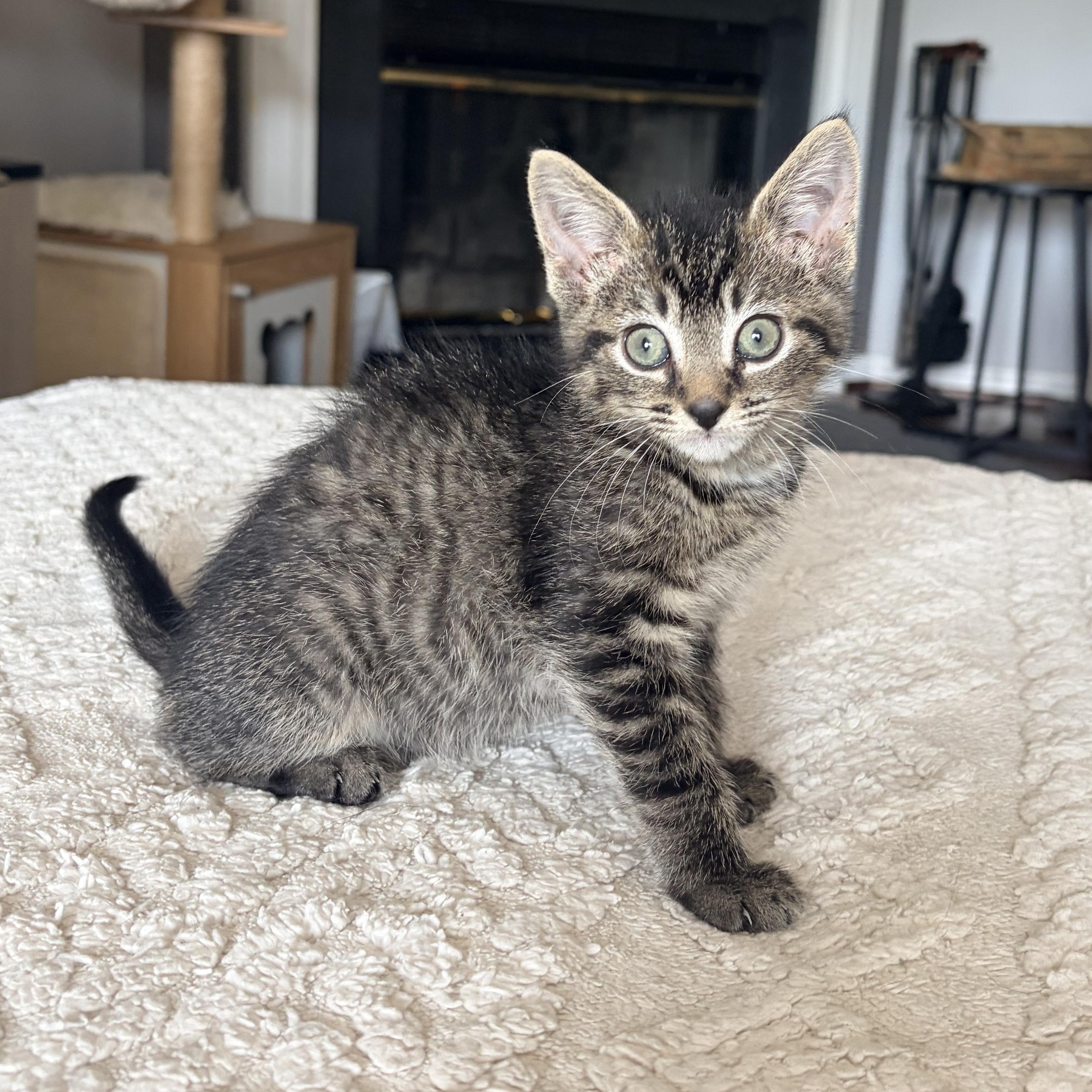 Enlarge Lillian, a Adoptable Domestic Short Hair in Alexandria, VA image 1/6