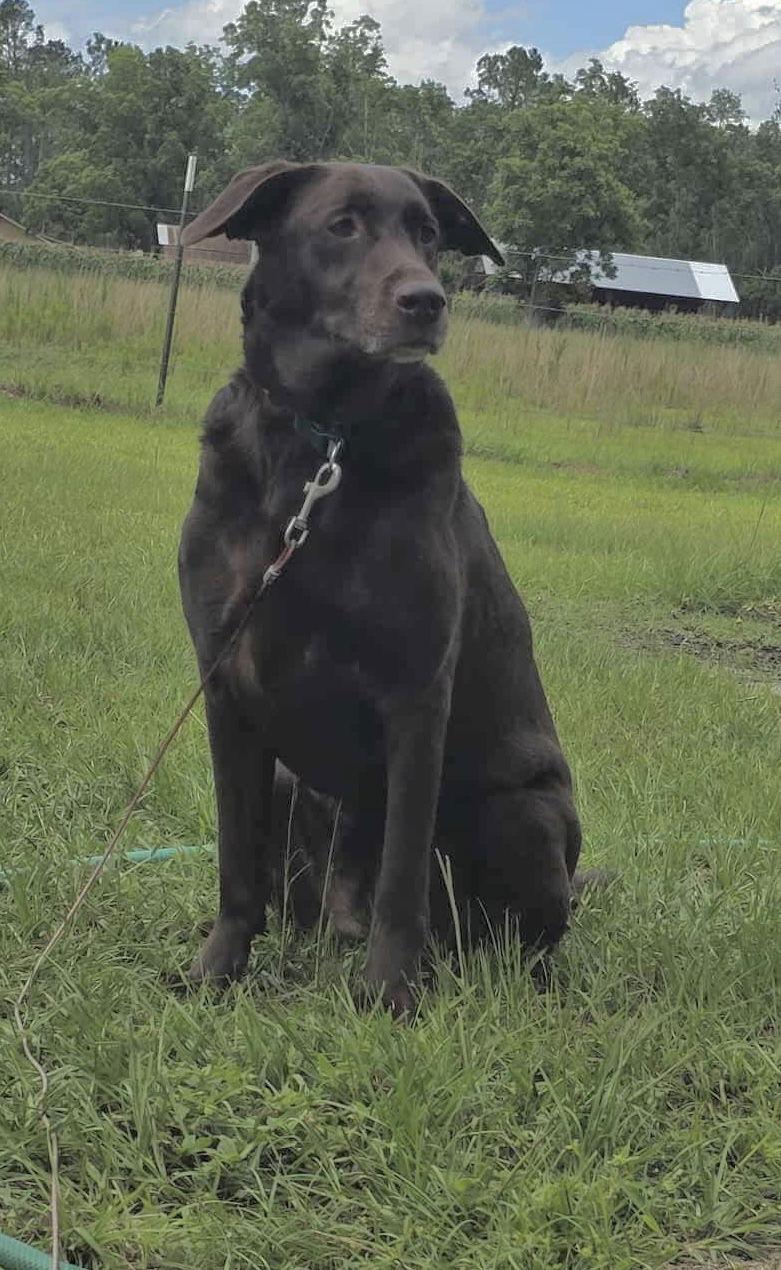 Enlarge CoCo, a Adopted Chocolate Labrador Retriever in Tarrytown, GA image 3/3