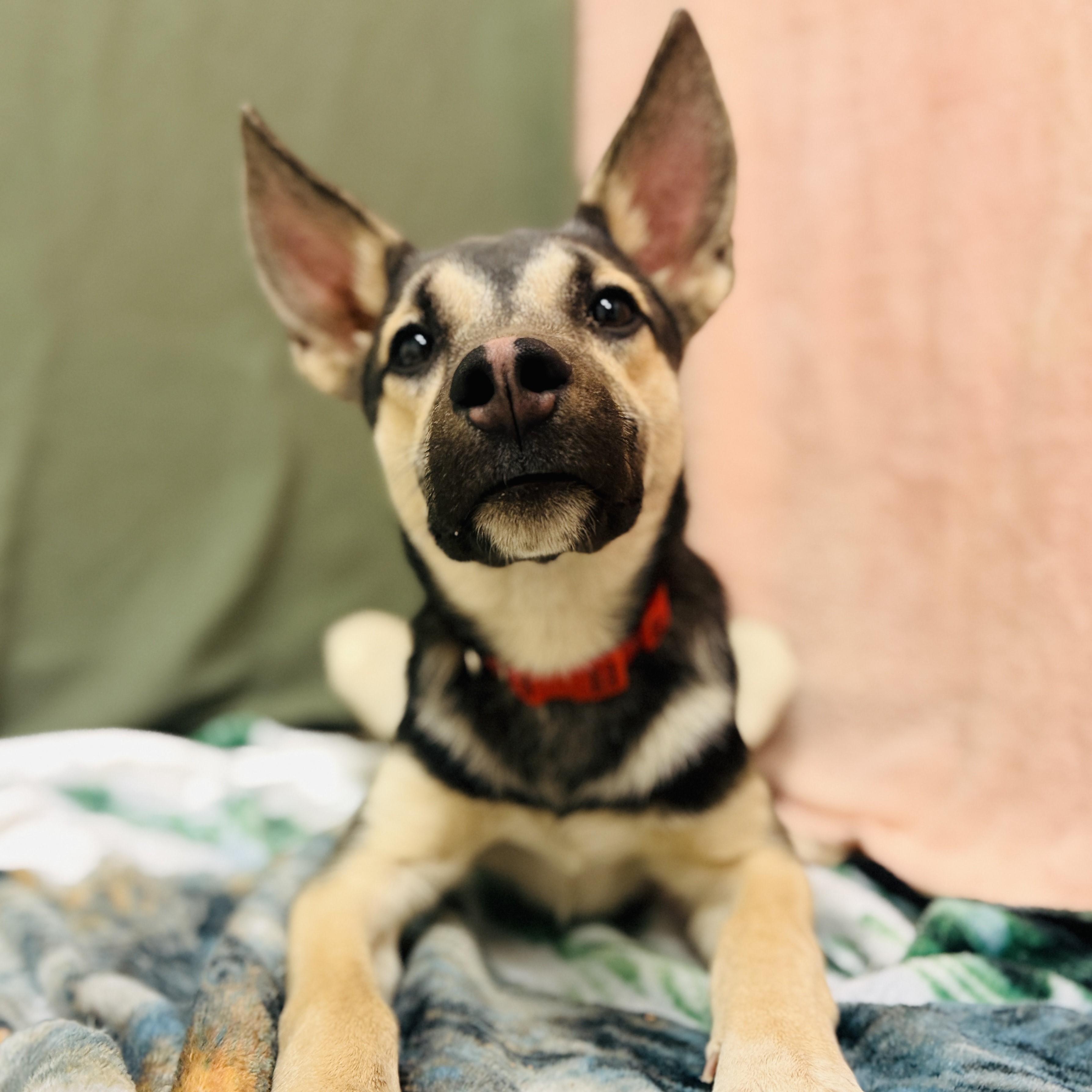 Enlarge Benji, an adopted mixed breed in ALPINE, TX image 3/6