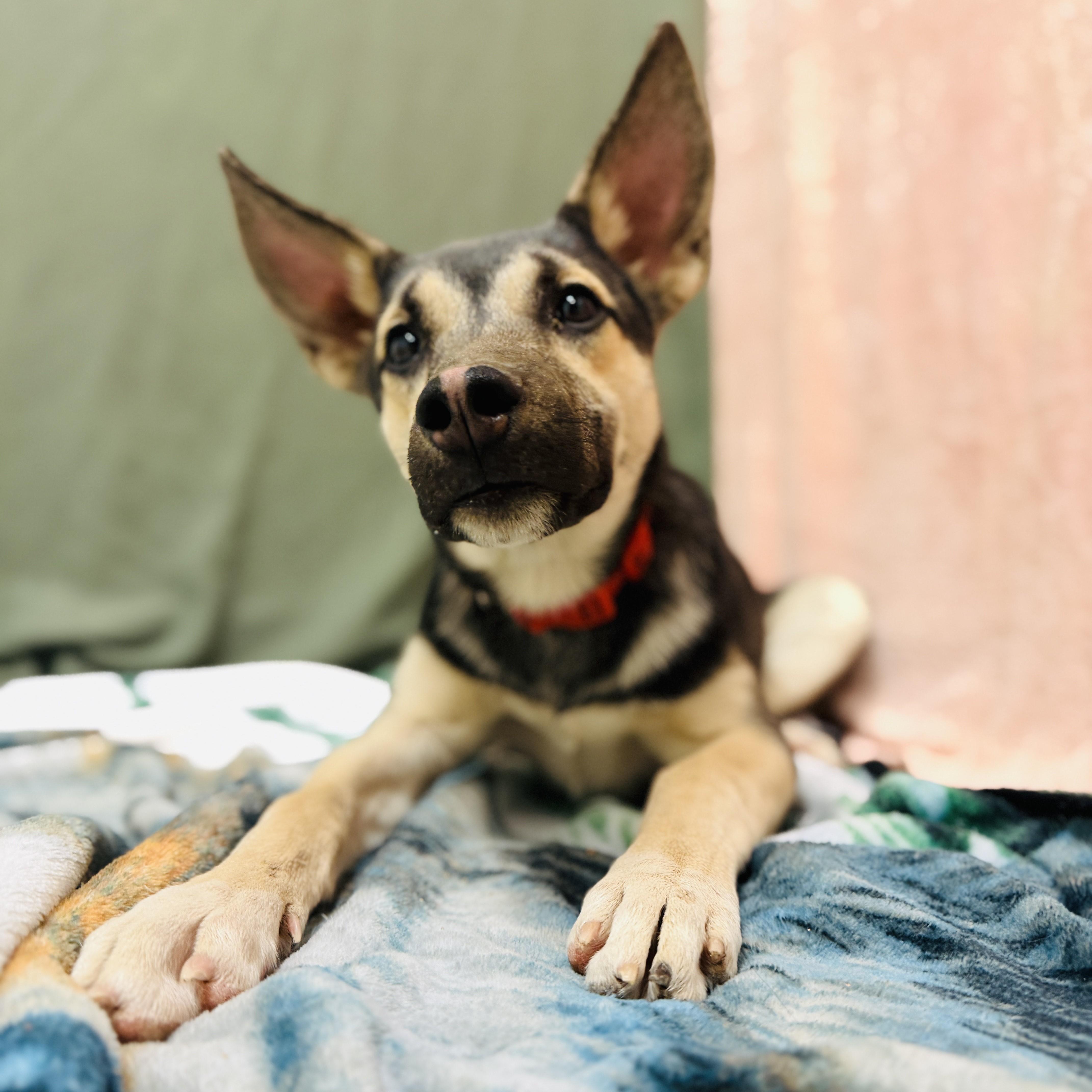 Enlarge Benji, an adopted mixed breed in ALPINE, TX image 5/6