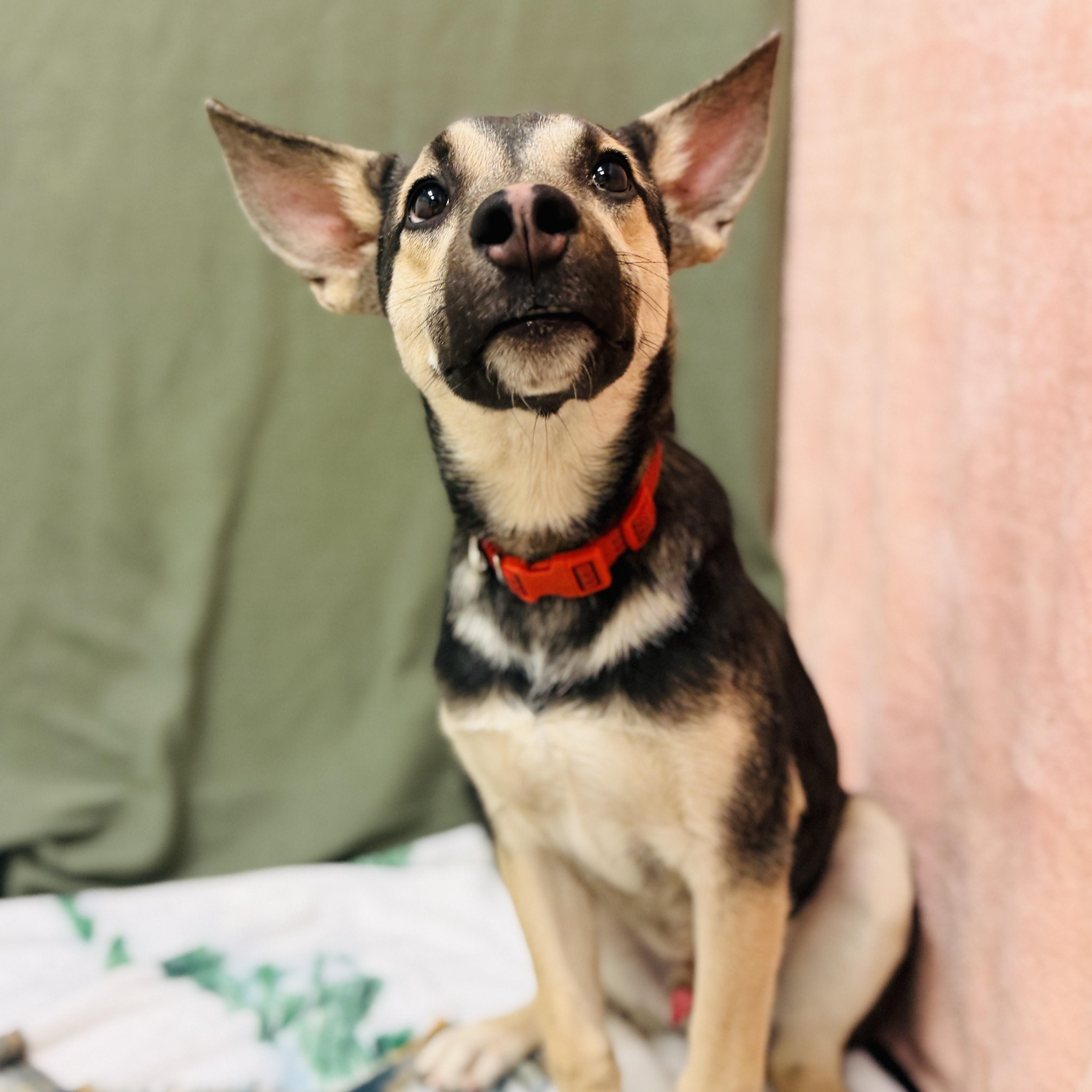 Enlarge Benji, an adopted mixed breed in ALPINE, TX image 4/6