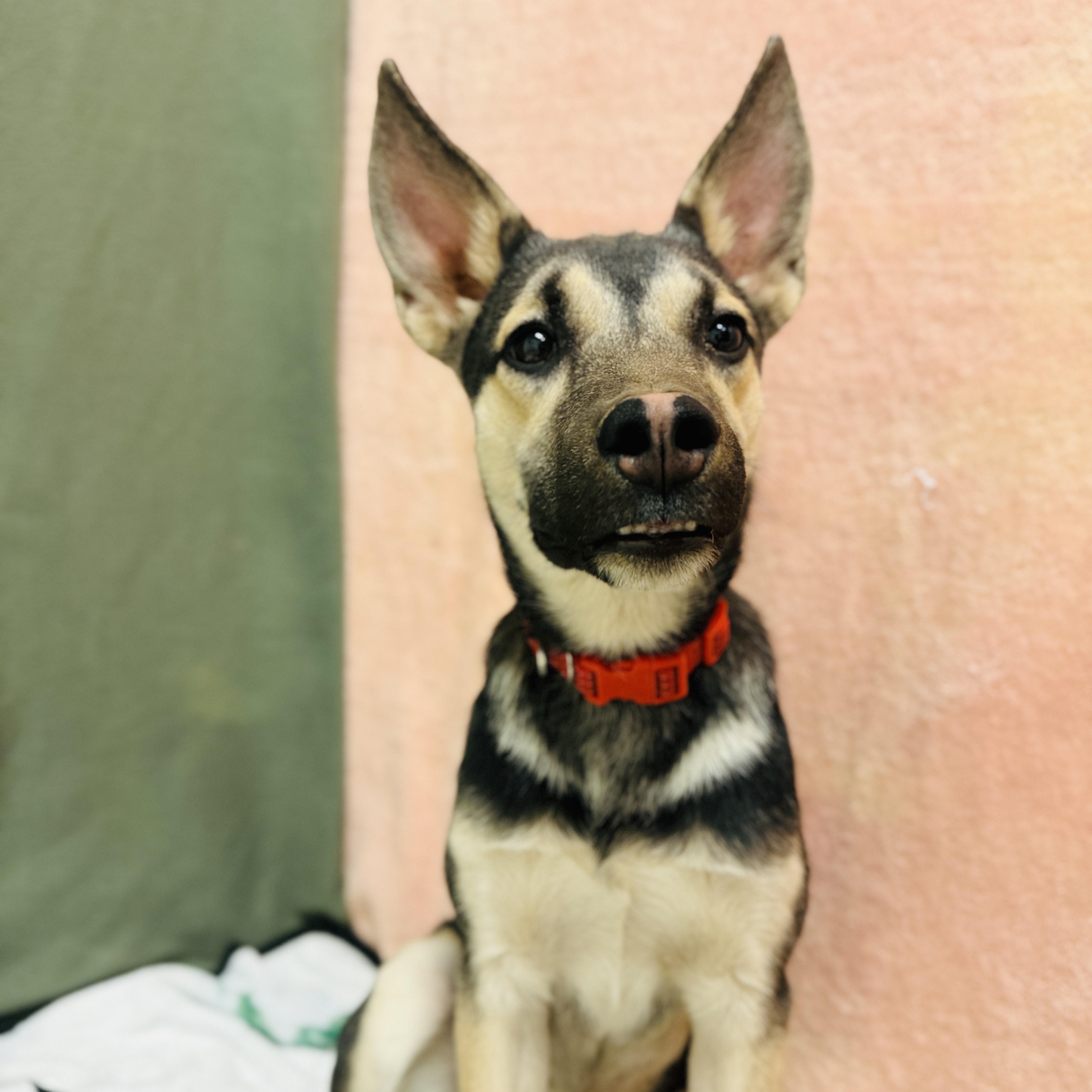 Enlarge Benji, an adopted mixed breed in ALPINE, TX image 6/6