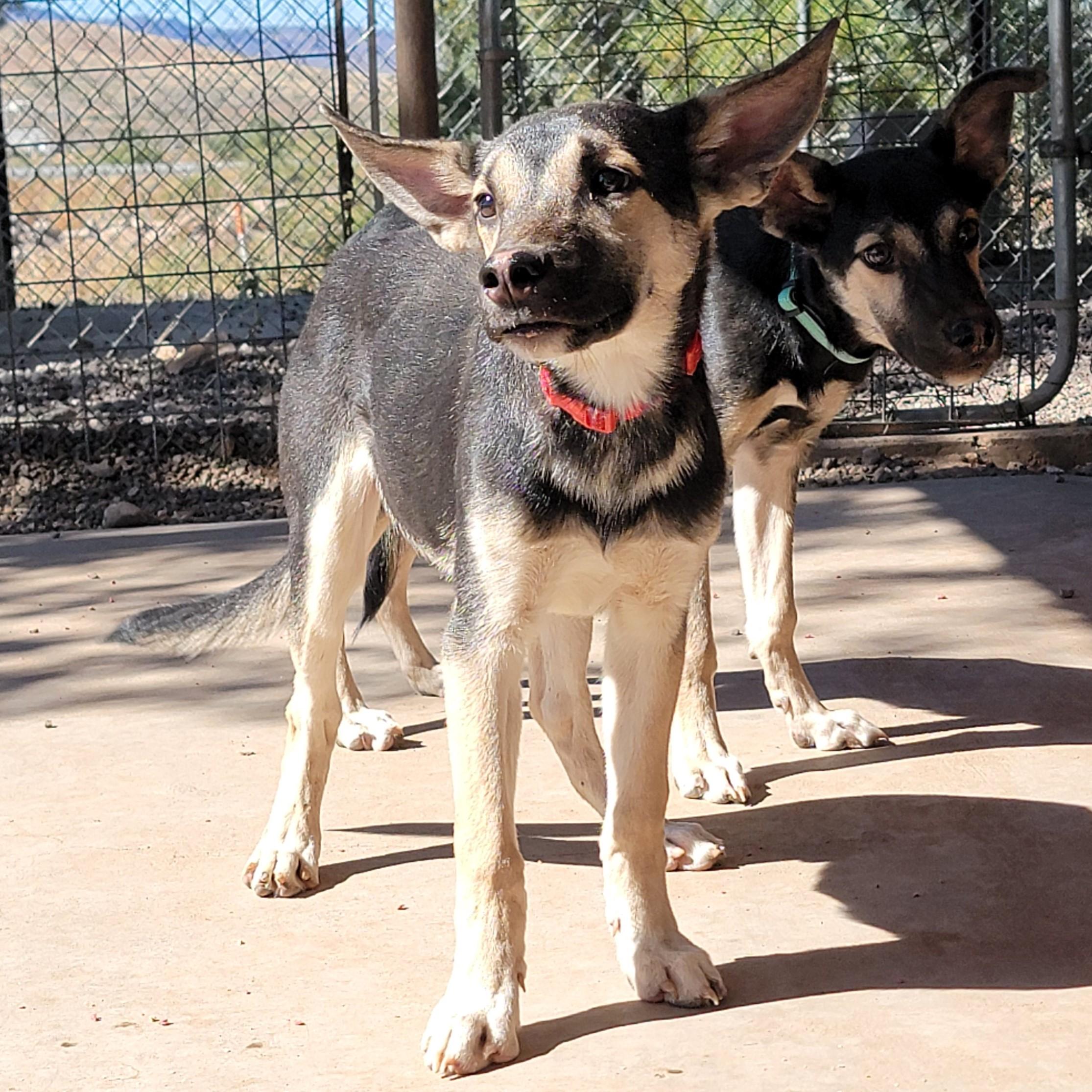 Enlarge Benji, an adopted mixed breed in ALPINE, TX image 2/6