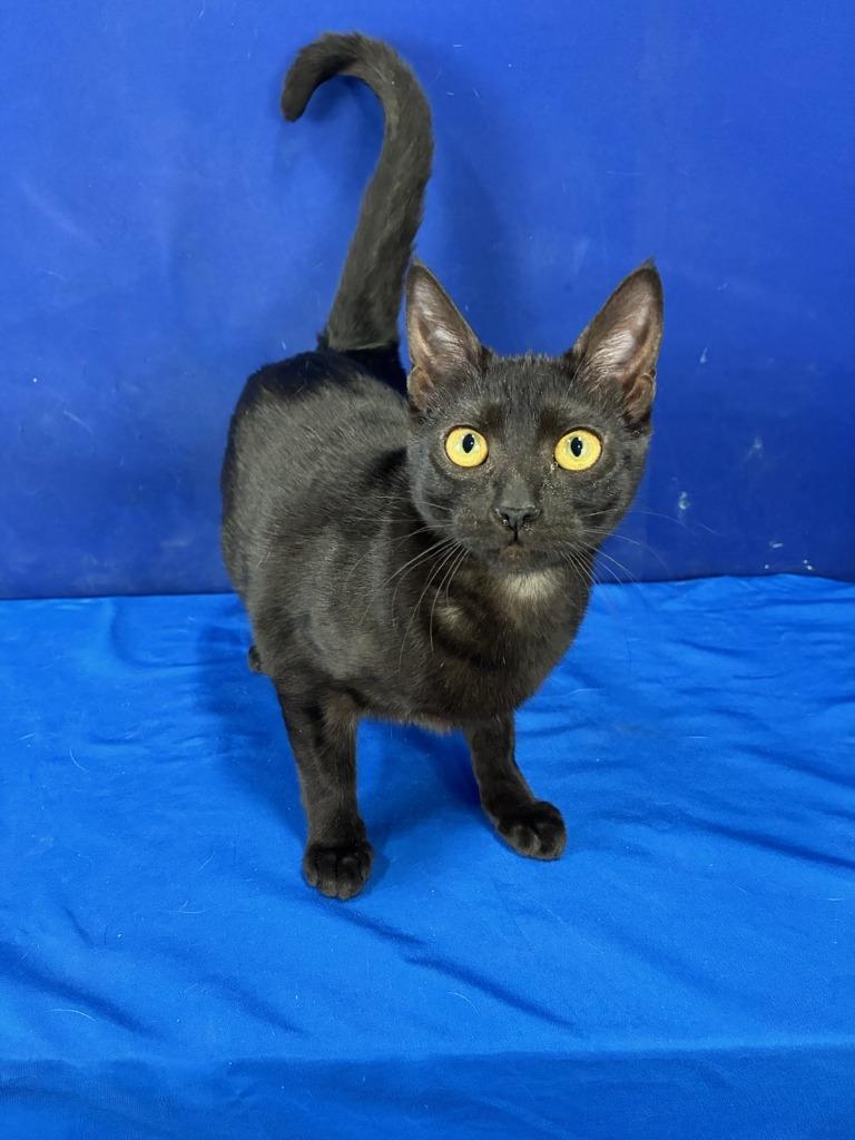 Mini Van, Adoptable, Young Female American Shorthair.