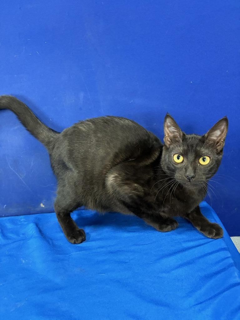 Enlarge Mini Van, a Adoptable American Shorthair in Ruston, LA image 2/2