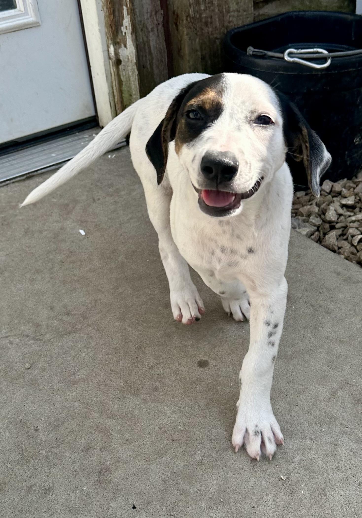 Freckles, a ADOPTABLE mixed breed in Pacific, MO image 3/6
