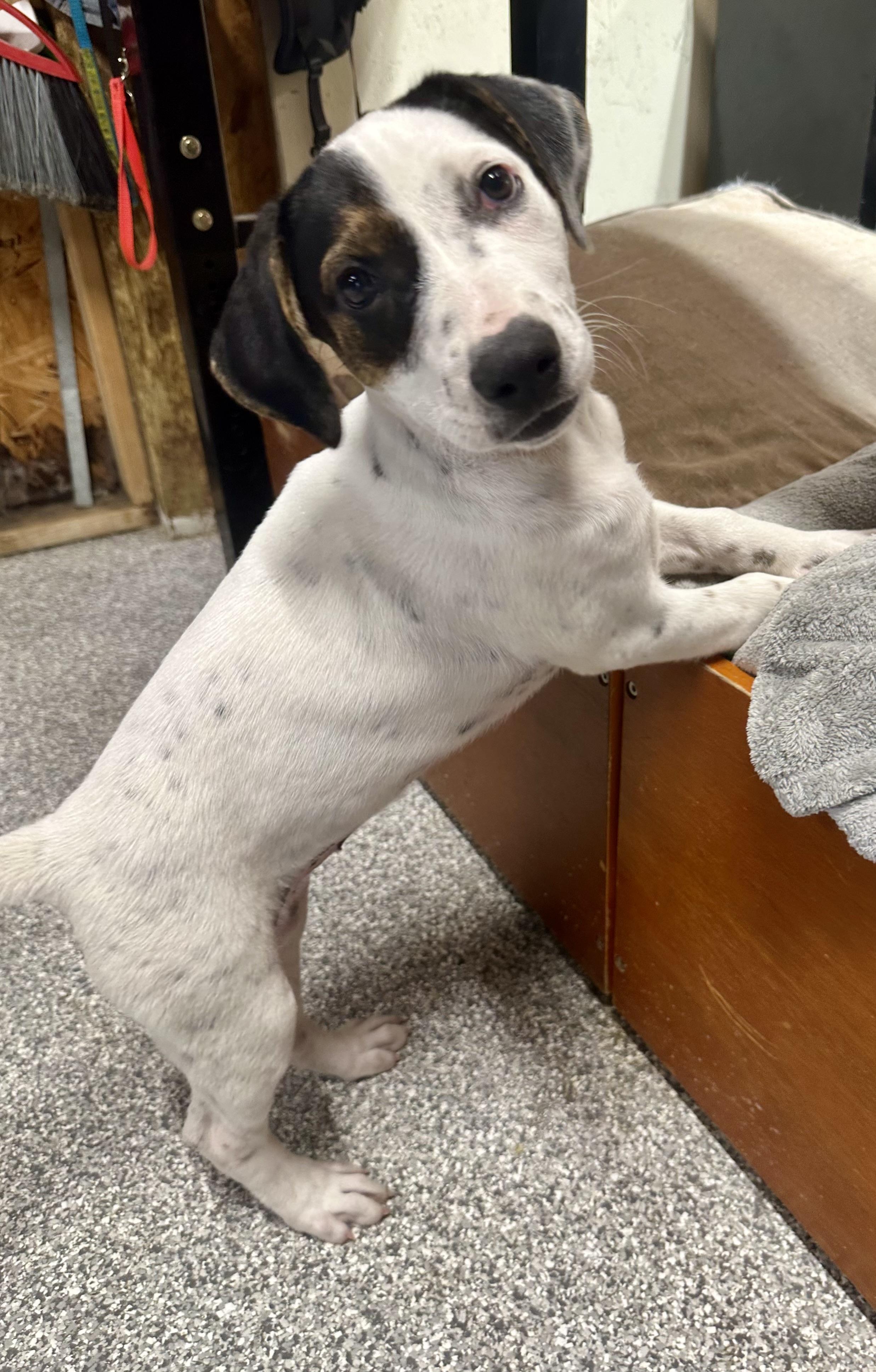 Freckles, a ADOPTABLE mixed breed in Pacific, MO image 4/6