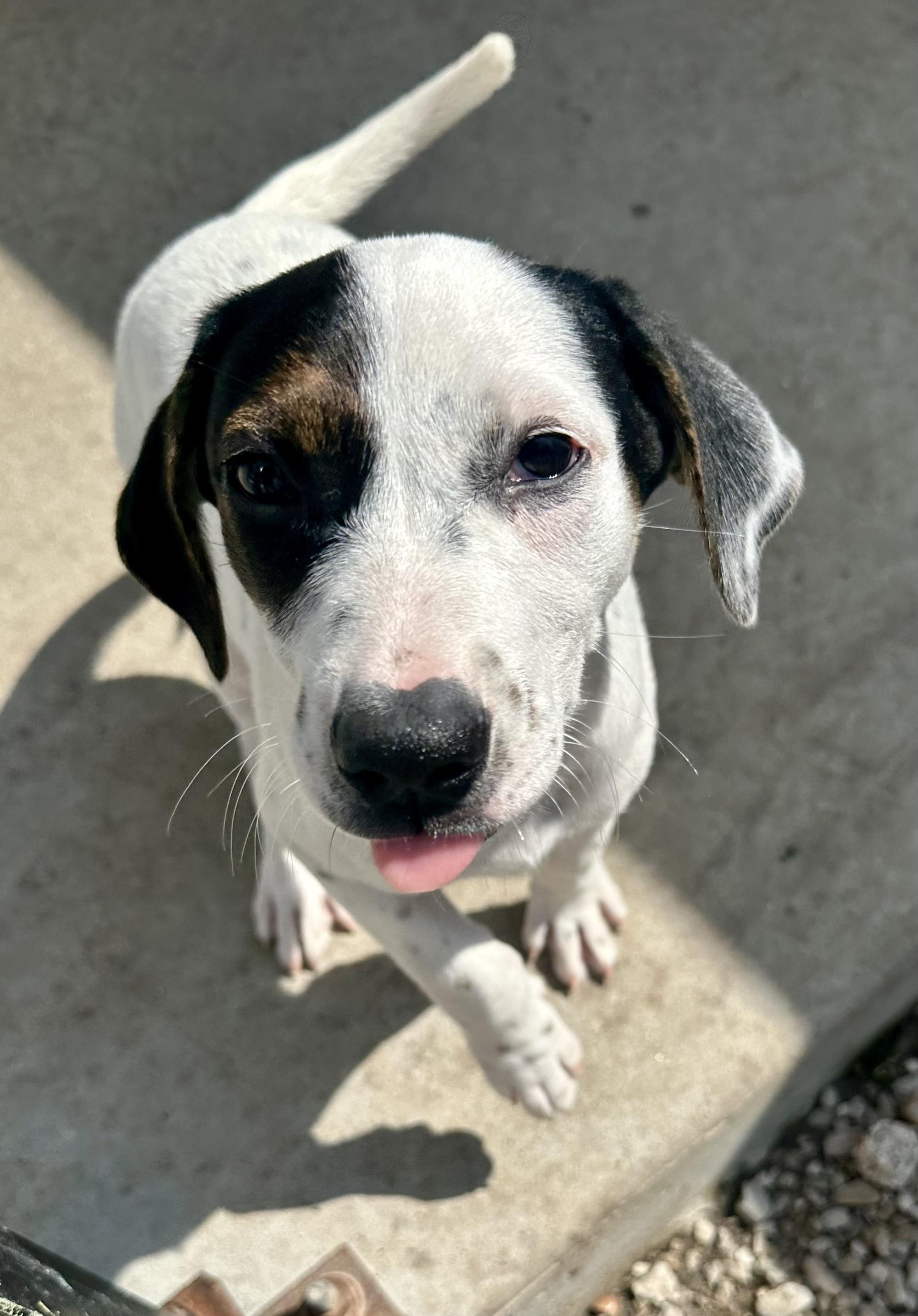 Freckles, a ADOPTABLE mixed breed in Pacific, MO image 5/6