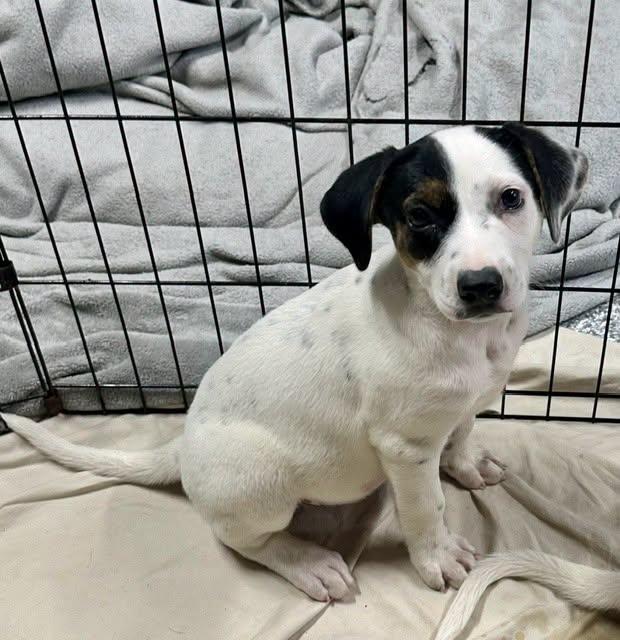 Freckles, a ADOPTABLE mixed breed in Pacific, MO image 2/6