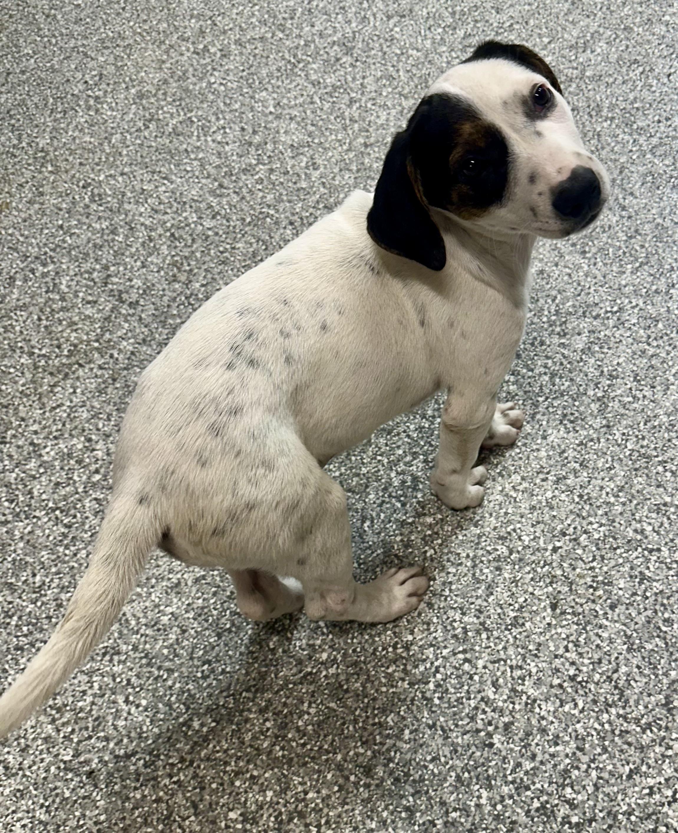 Freckles, a ADOPTABLE mixed breed in Pacific, MO image 6/6