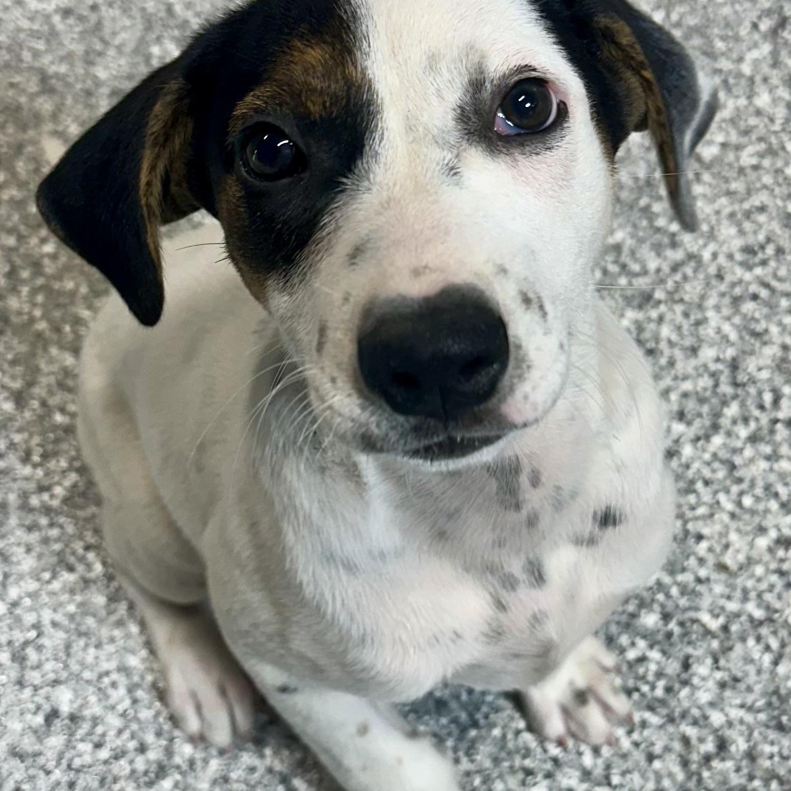 Freckles, a ADOPTABLE mixed breed in Pacific, MO image 1/6