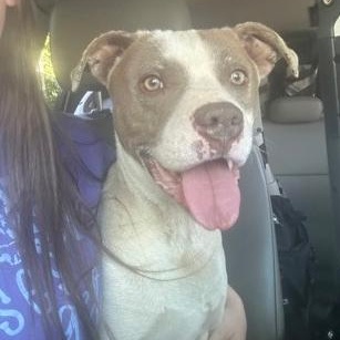 Ollie Pop, ADOPTABLE, Adult Male Pit Bull Terrier.