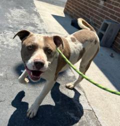 Ollie Pop, a ADOPTABLE mixed breed in Martinsville, VA image 2/2