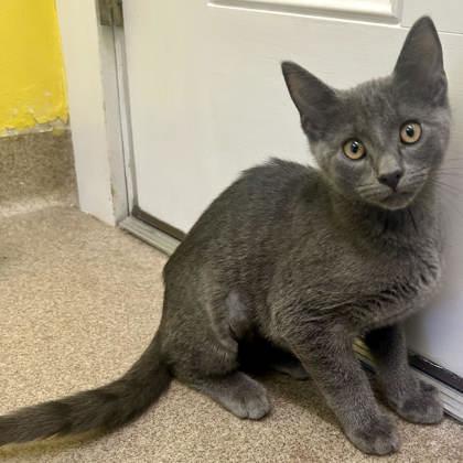 Strawberry, Adoptable, Adult Male Domestic Short Hair & Domestic Short Hair.