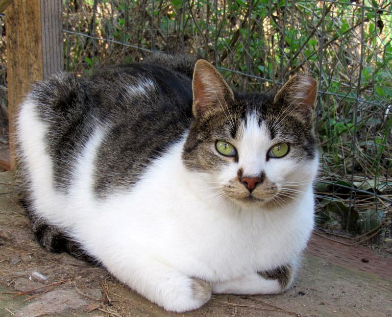 Enlarge Louie and Lester Sweet Brothers, a Adoptable Tabby in Newport, WA image 5/6