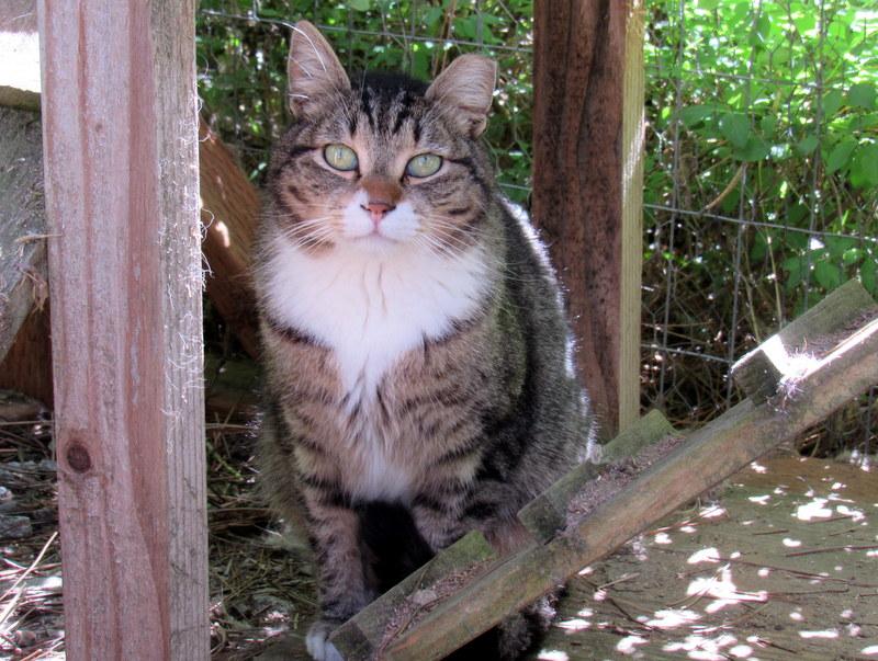 Enlarge Louie and Lester Sweet Brothers, a Adoptable Tabby in Newport, WA image 6/6