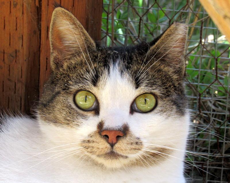 Louie and Lester Sweet Brothers, Adoptable, Adult Male Tabby.