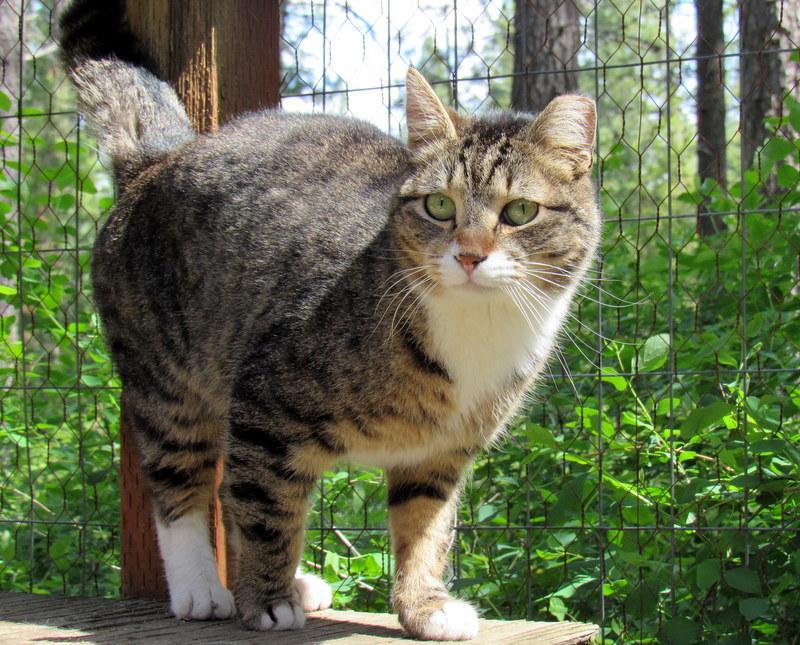 Enlarge Louie and Lester Sweet Brothers, a Adoptable Tabby in Newport, WA image 4/6