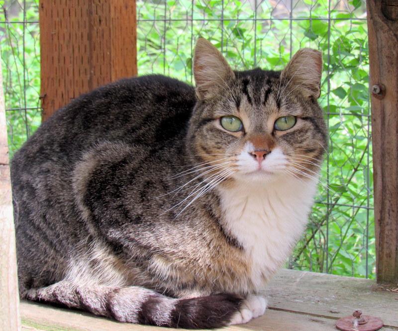 Enlarge Louie and Lester Sweet Brothers, a Adoptable Tabby in Newport, WA image 2/6