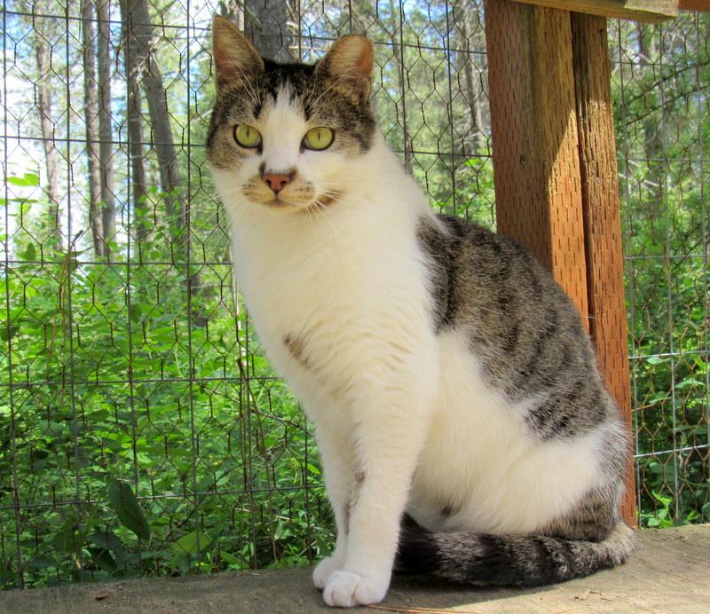 Enlarge Louie and Lester Sweet Brothers, a Adoptable Tabby in Newport, WA image 3/6