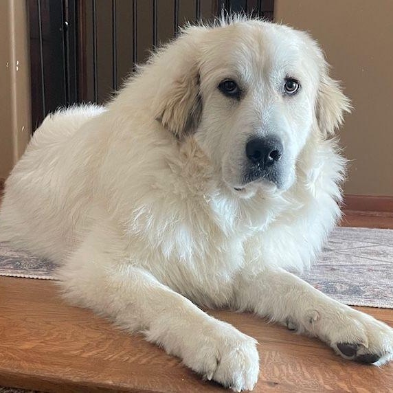 Daisy, Adoptable, Young Female Great Pyrenees.