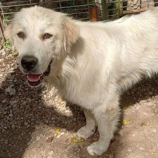Daisy, a Adoptable Great Pyrenees in Larkspur, CO image 2/4