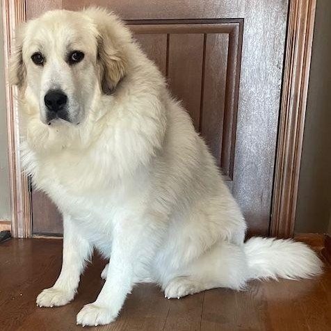 Daisy, a Adoptable Great Pyrenees in Larkspur, CO image 3/4