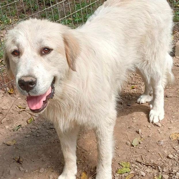Daisy, a Adoptable Great Pyrenees in Larkspur, CO image 4/4