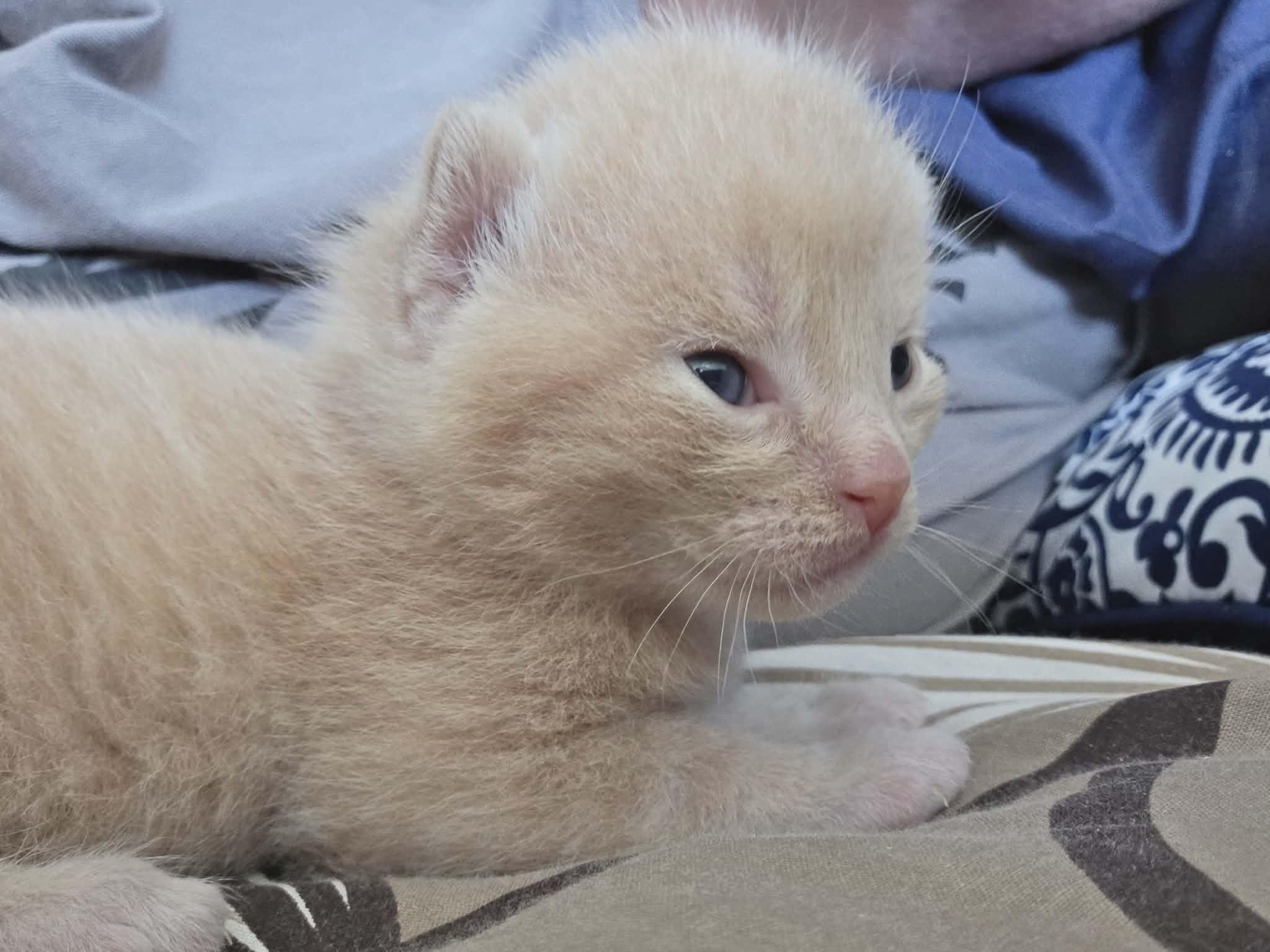 Enlarge SIZZLE, an adoption pending Domestic Short Hair in Tillsonburg, ON image 4/5
