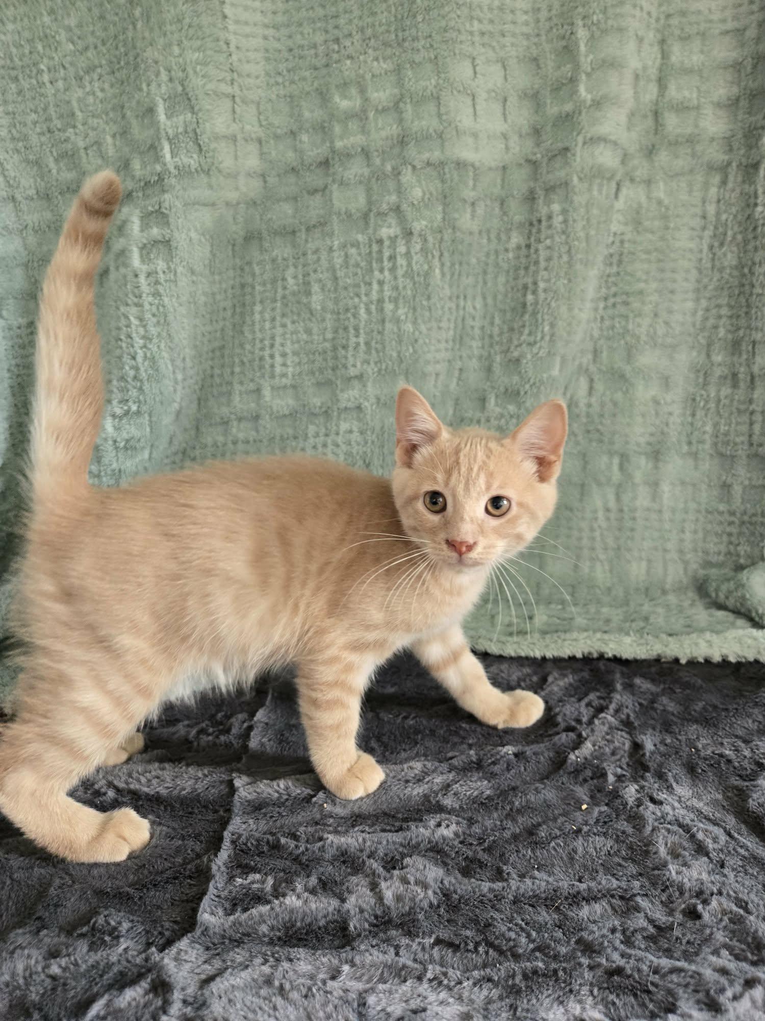 Enlarge SIZZLE, an adoption pending Domestic Short Hair in Tillsonburg, ON image 3/5