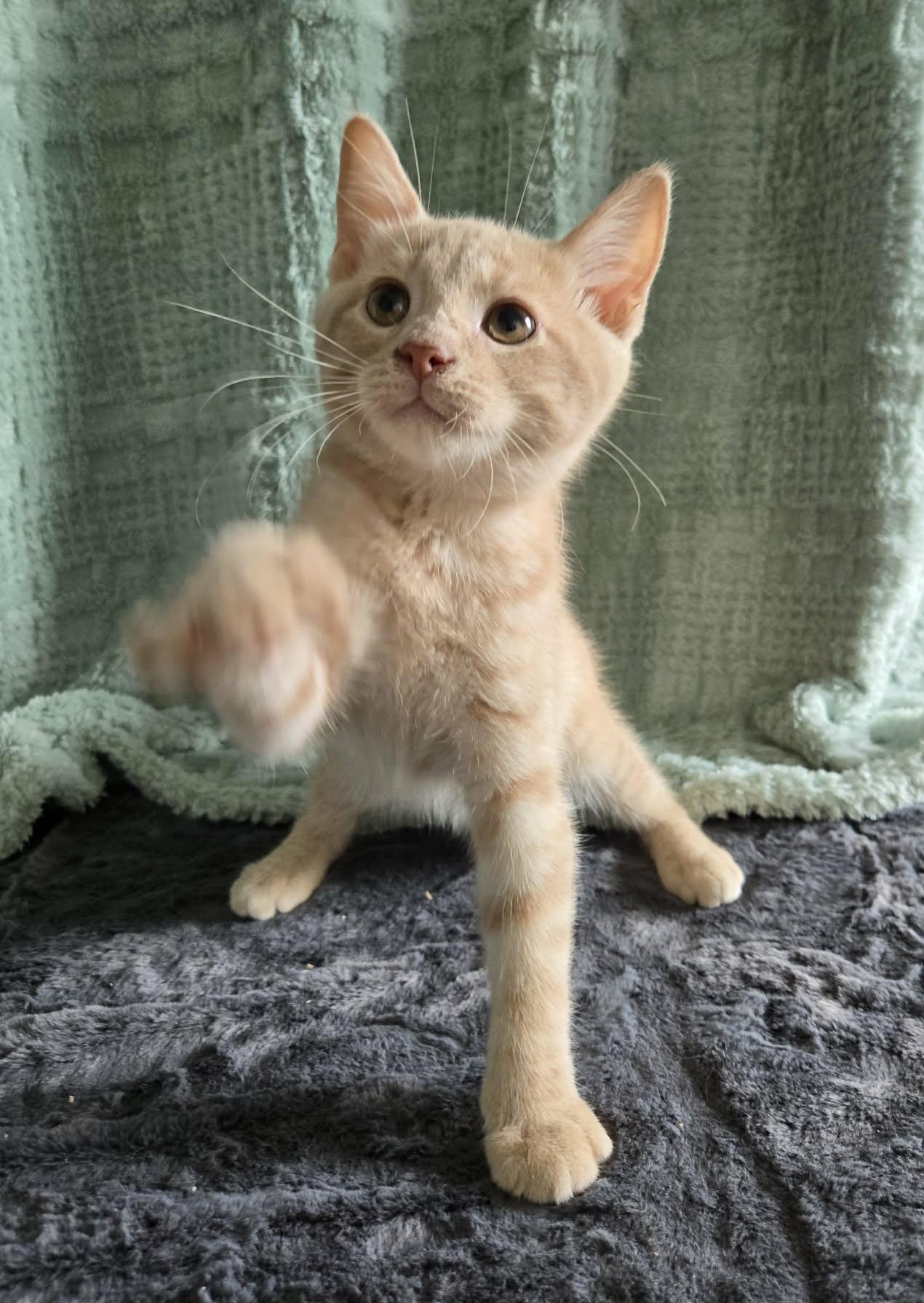Enlarge SIZZLE, an adoption pending Domestic Short Hair in Tillsonburg, ON image 2/5