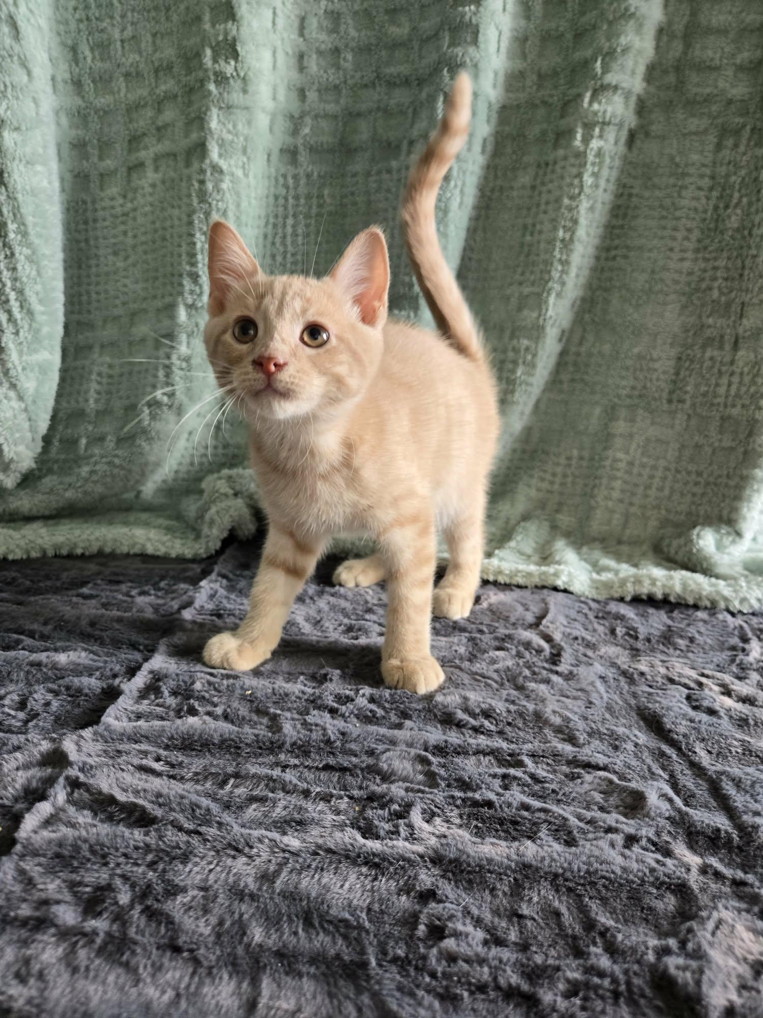 Enlarge SIZZLE, an adoption pending Domestic Short Hair in Tillsonburg, ON image 1/5