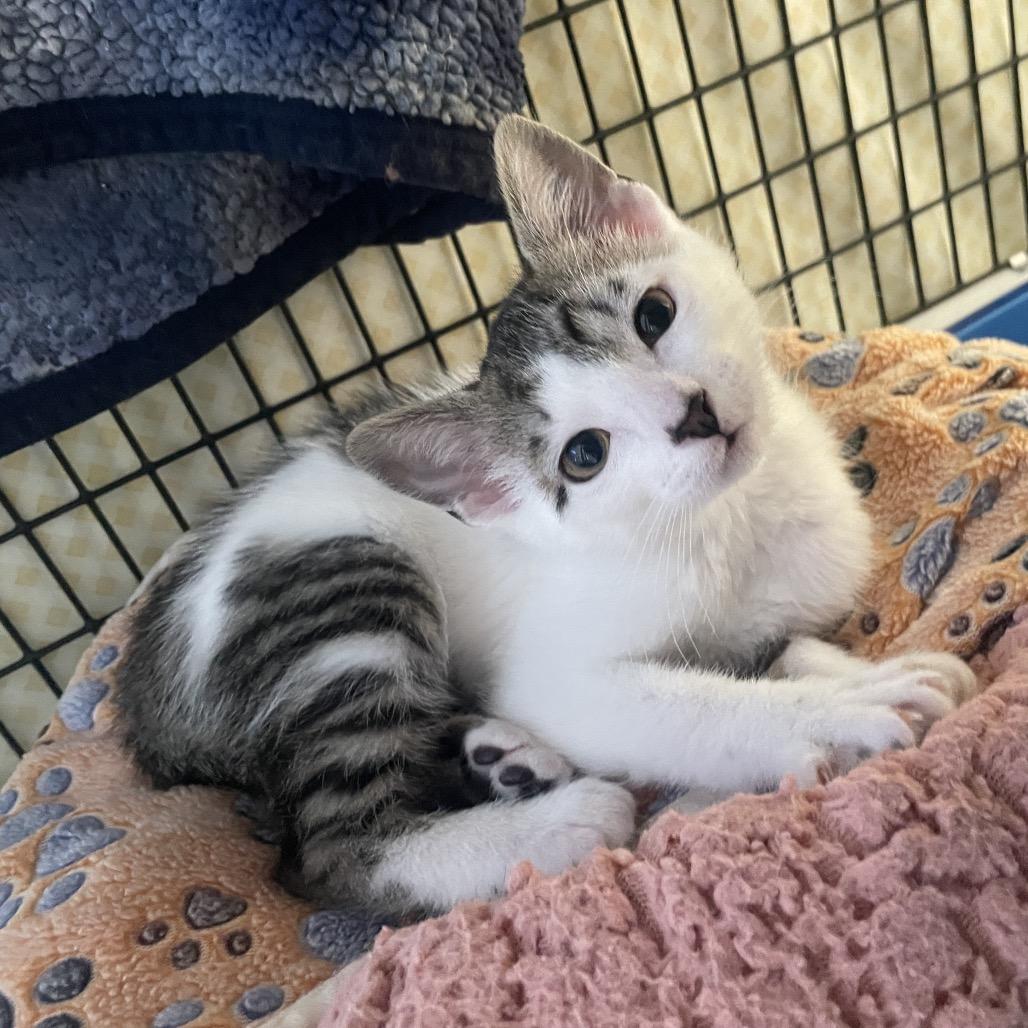 Enlarge Lanai, a Adoptable Domestic Short Hair in Chicago, IL image 1/2