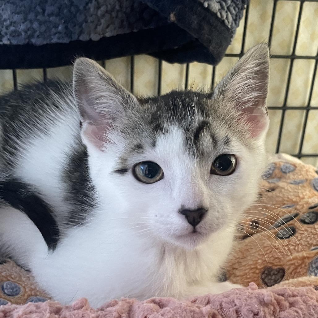 Enlarge Lanai, a Adoptable Domestic Short Hair in Chicago, IL image 2/2