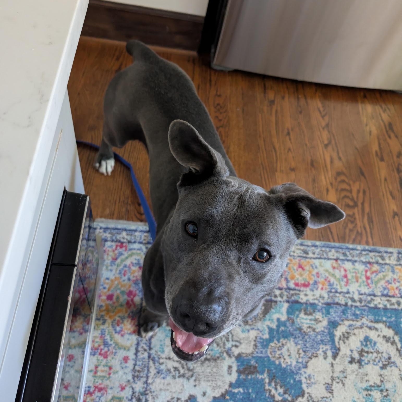 Enlarge Sweet Scottie, a ADOPTABLE mixed breed in Northville, MI image 6/6