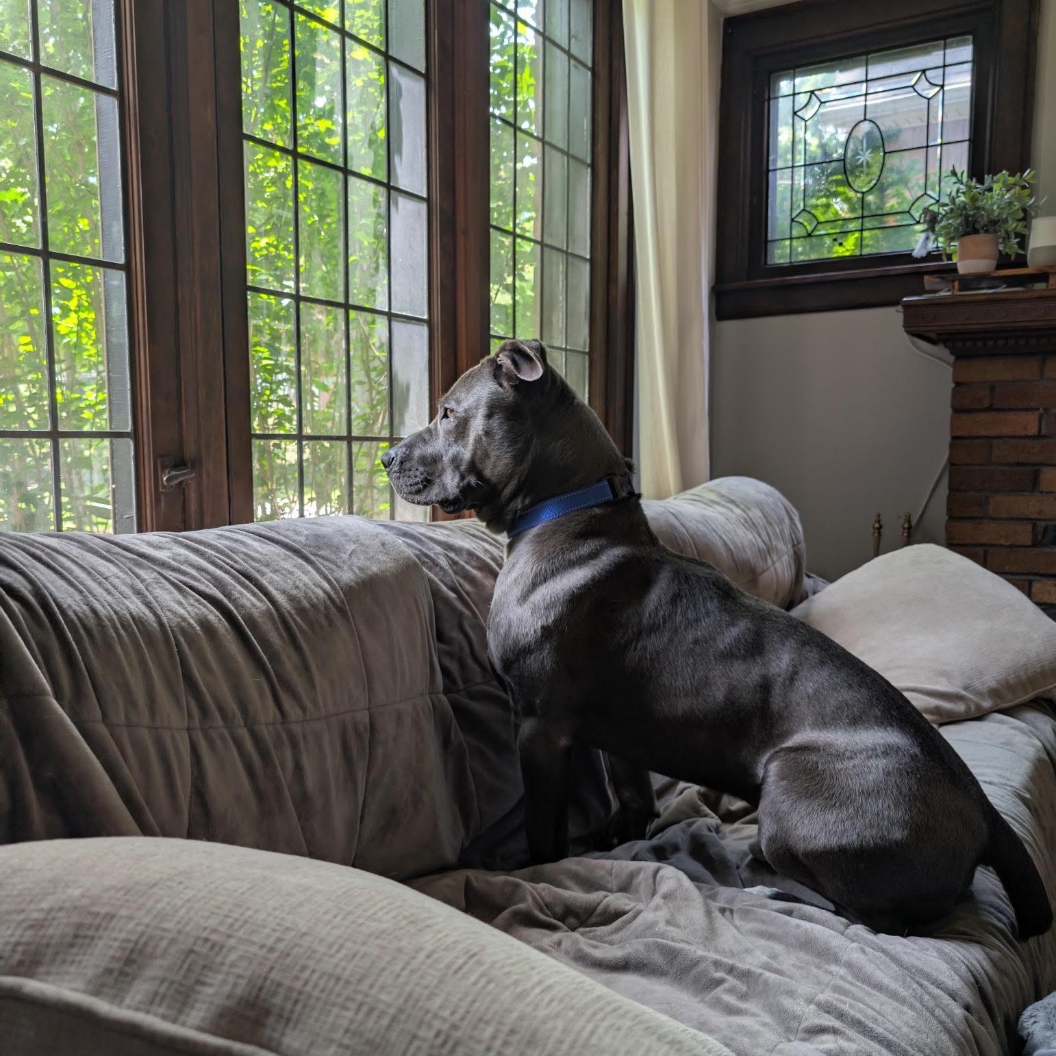 Enlarge Sweet Scottie, a ADOPTABLE mixed breed in Northville, MI image 3/6