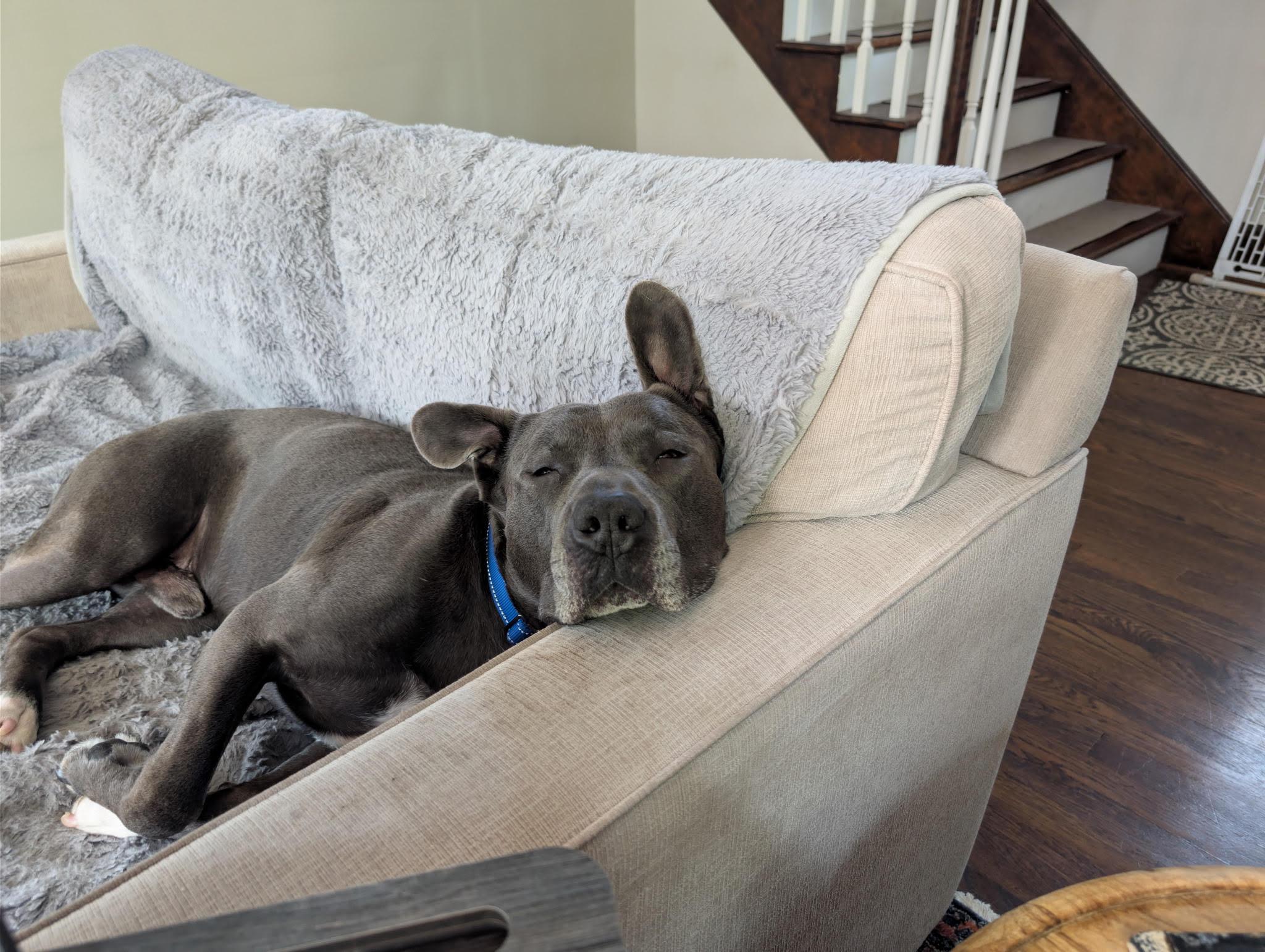Enlarge Sweet Scottie, a ADOPTABLE mixed breed in Northville, MI image 5/6