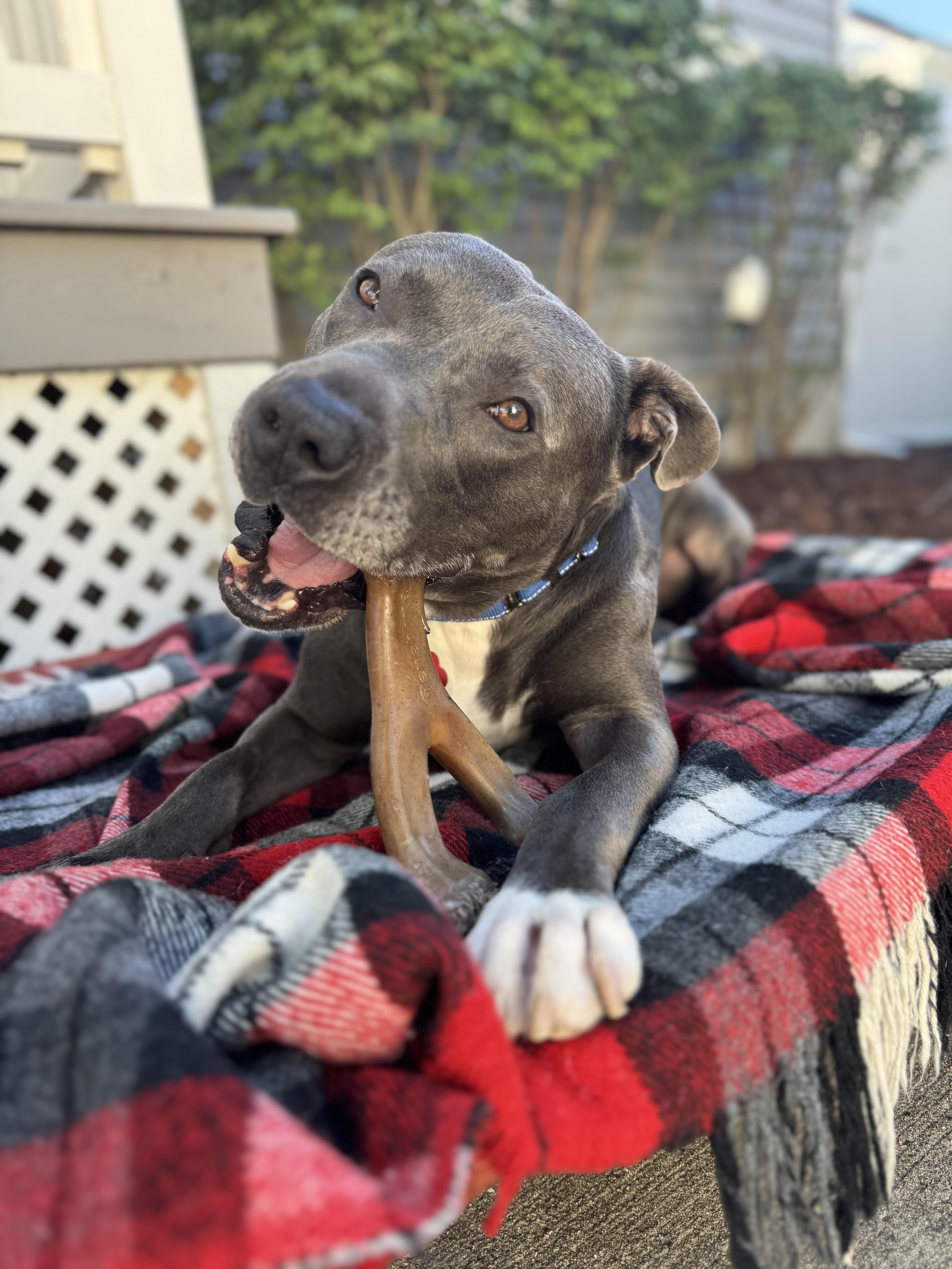 Enlarge Sweet Scottie, a Adoptable mixed breed in Northville, MI image 4/6
