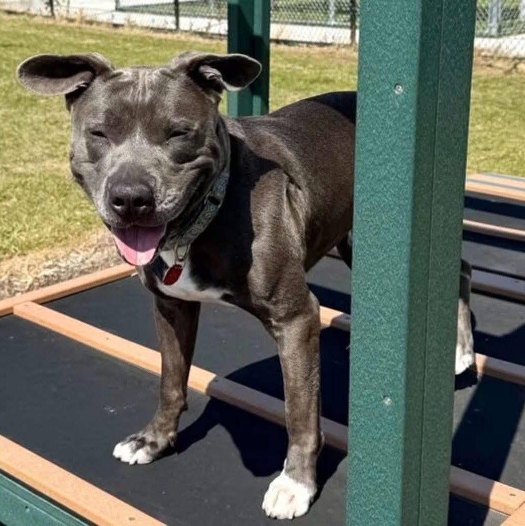 Enlarge Sweet Scottie, a ADOPTABLE mixed breed in Northville, MI image 1/6