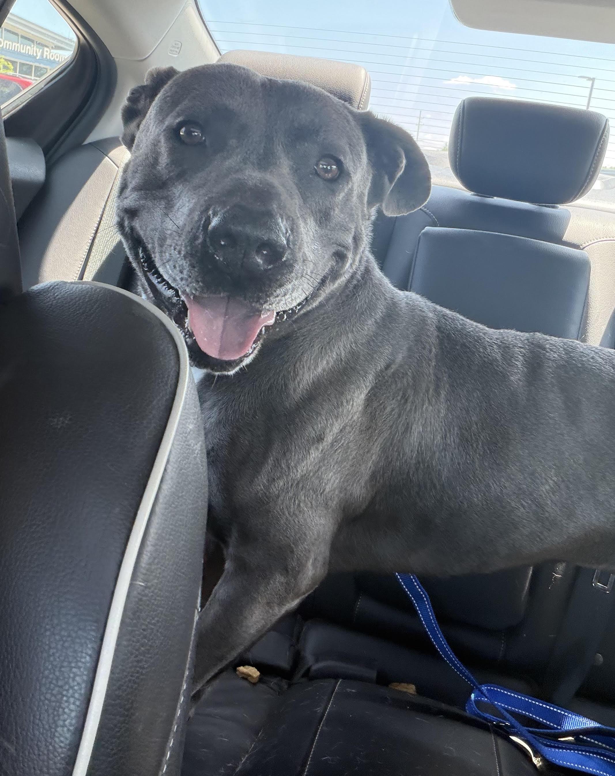 Enlarge Sweet Scottie, a ADOPTABLE mixed breed in Northville, MI image 2/6